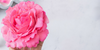Bright Pink Food Coloring Gel 8.8 oz